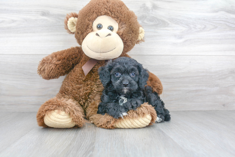 Cavapoo Pup Being Cute