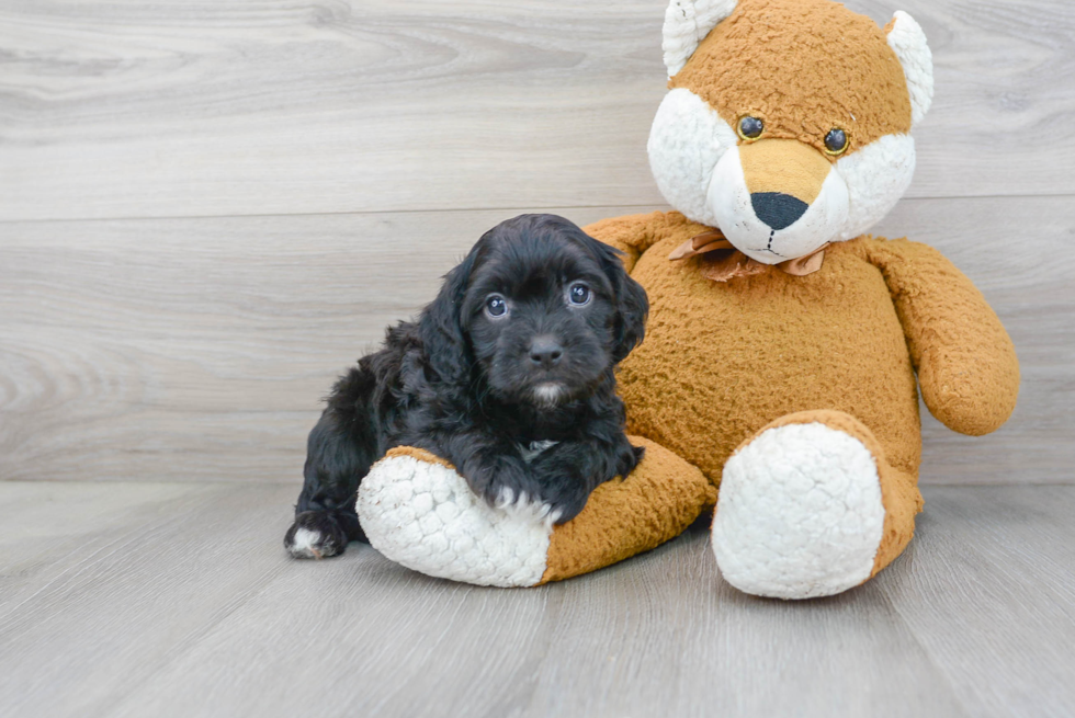 Playful Cavoodle Poodle Mix Puppy