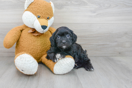 Cavapoo Pup Being Cute