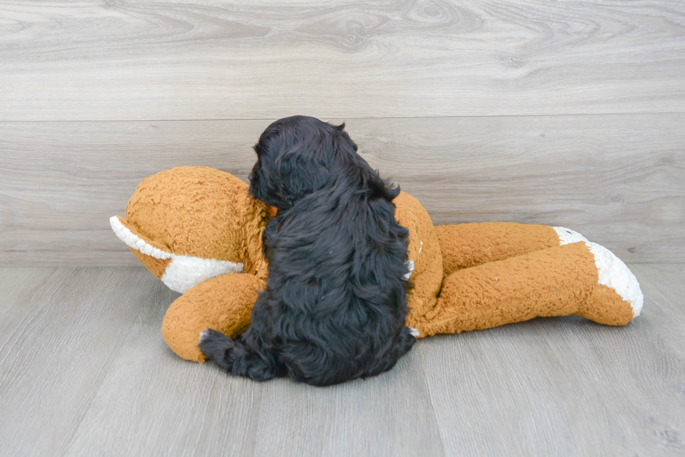 Playful Cavoodle Poodle Mix Puppy