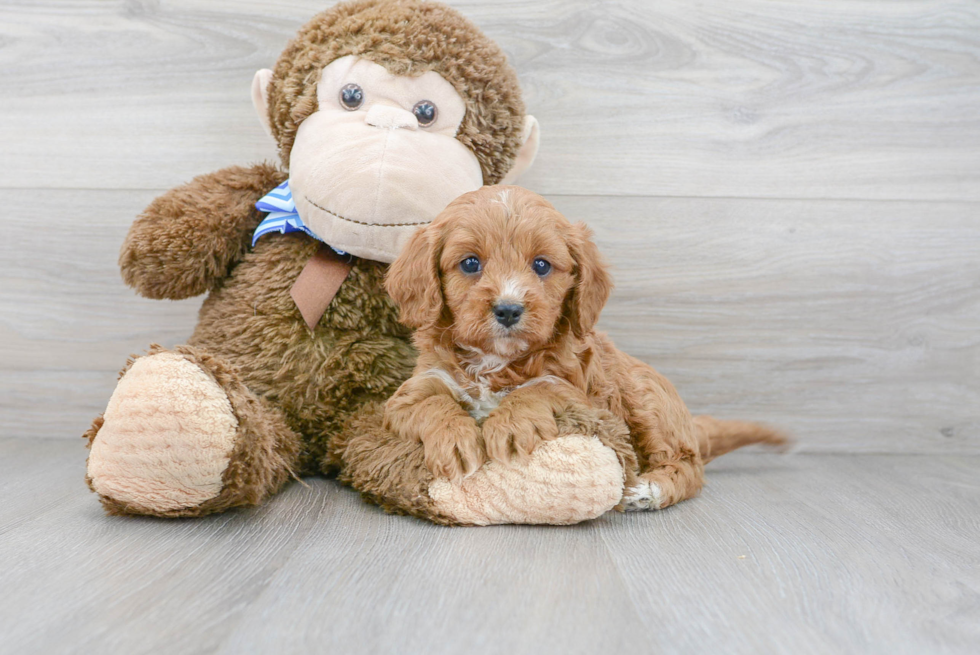 Energetic Cavoodle Poodle Mix Puppy