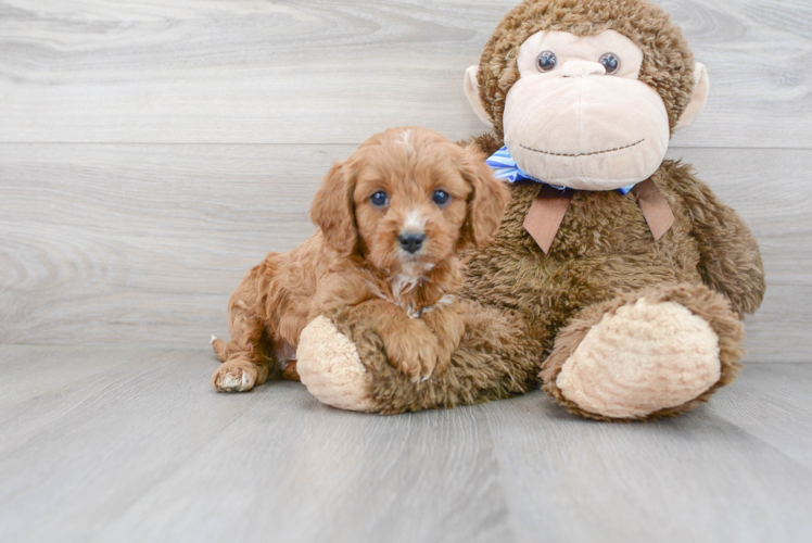 Cavapoo Pup Being Cute