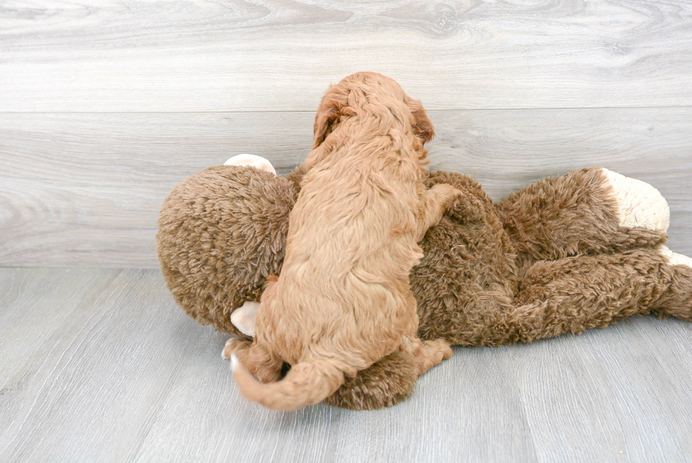 Cavapoo Pup Being Cute