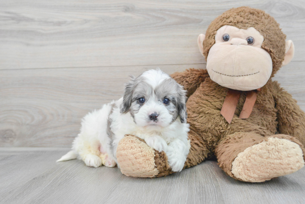 Best Cavapoo Baby