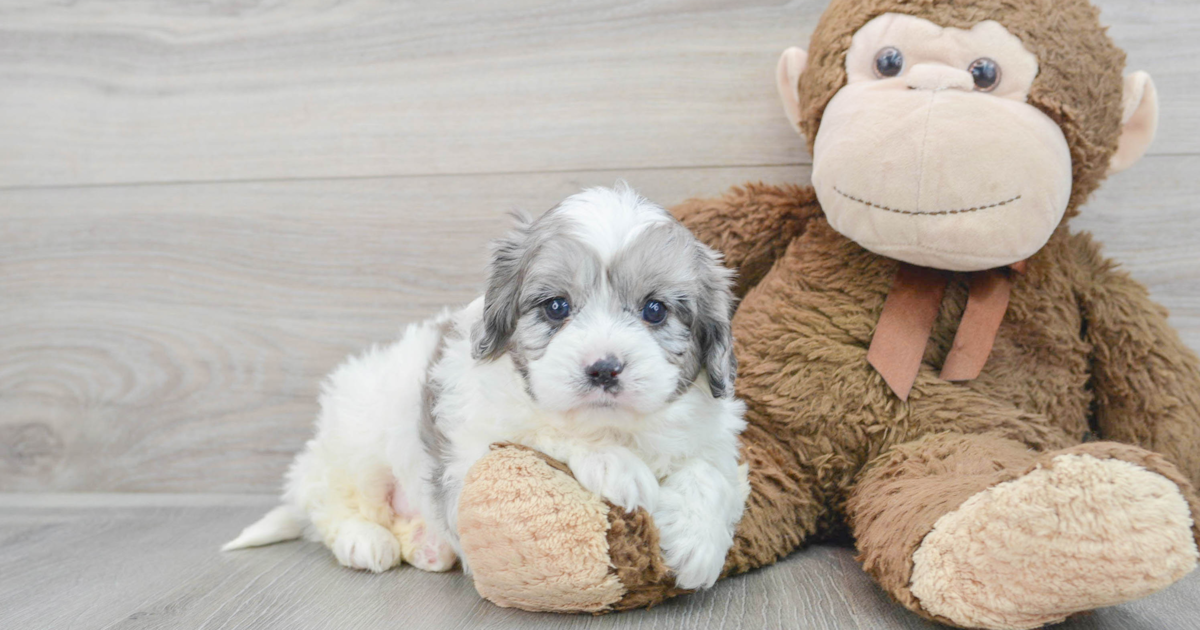 Playful Cavapoo Happy: 4lb 14oz Doodle Puppy