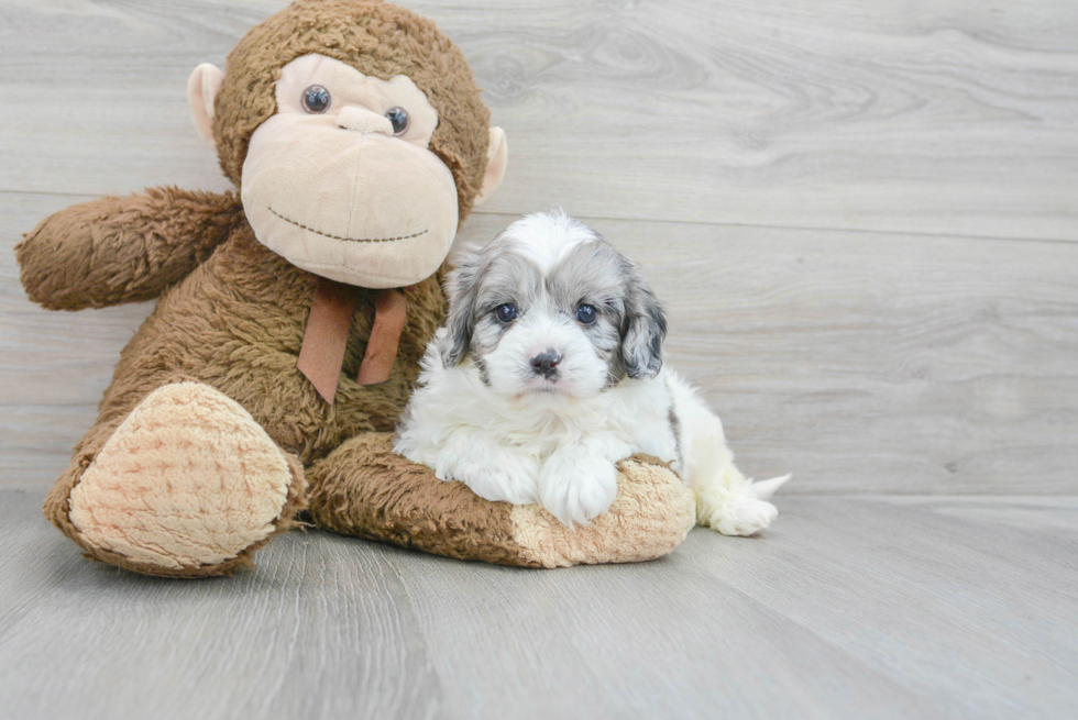 Cavapoo Pup Being Cute