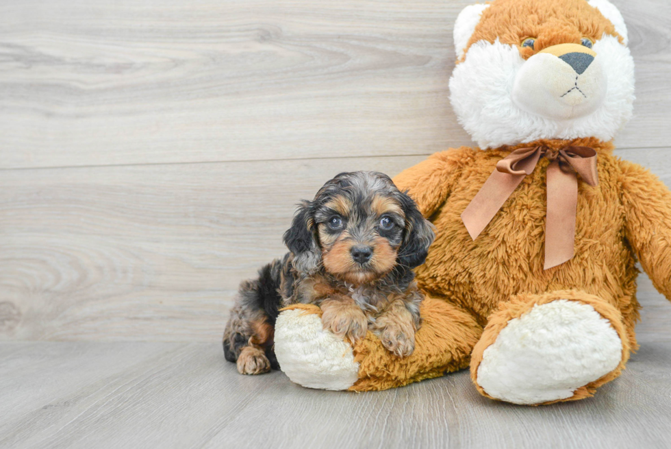 Hypoallergenic Cavoodle Poodle Mix Puppy