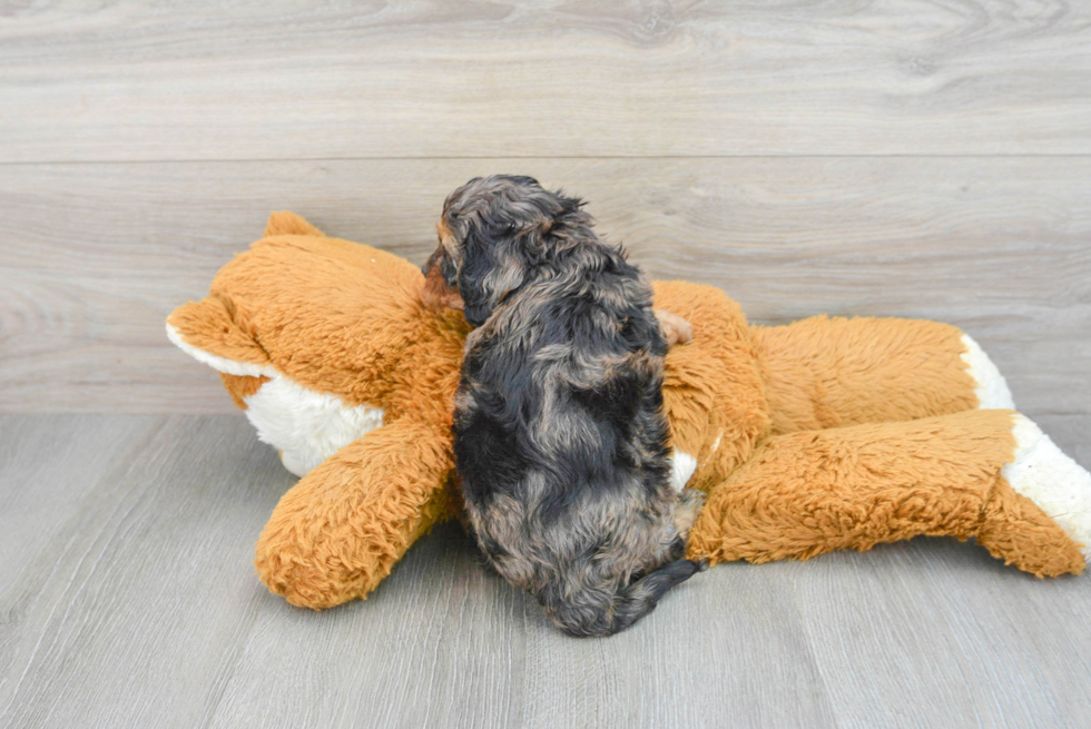 Popular Cavapoo Poodle Mix Pup