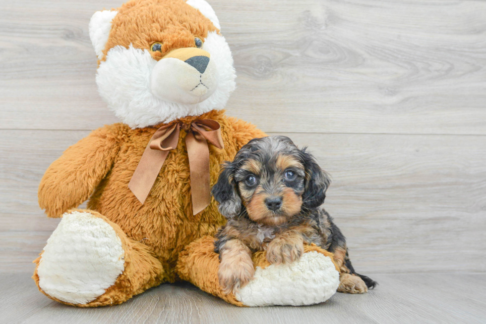 Cute Cavapoo Baby