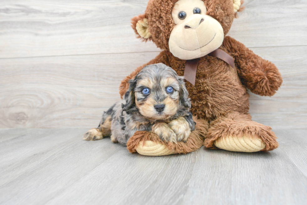 Little Cavoodle Poodle Mix Puppy