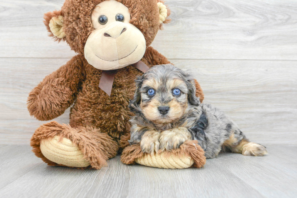 Happy Cavapoo Baby