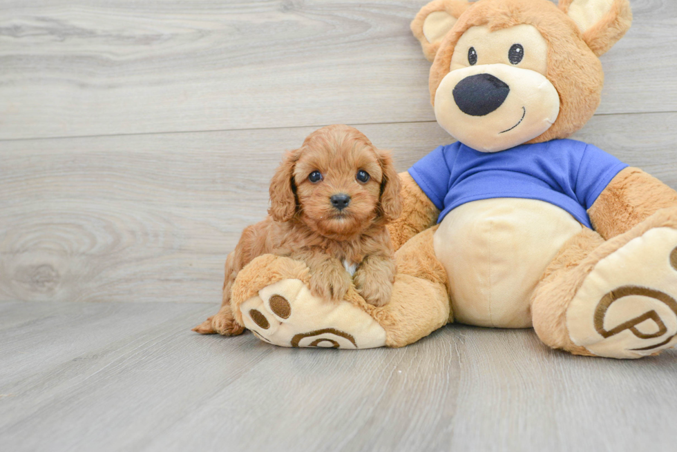 Cavapoo Pup Being Cute