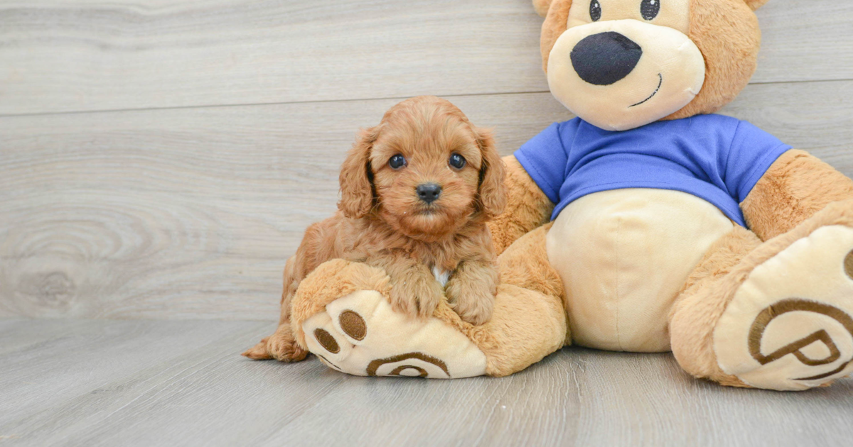 Funny Cavapoo Happy: 3lb 10oz Doodle Puppy
