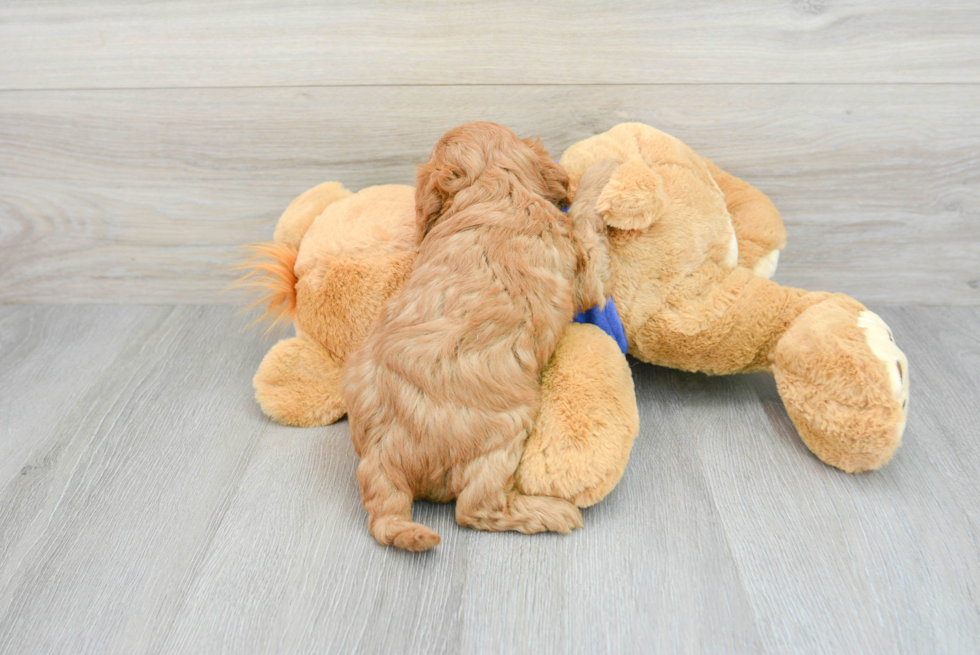 Cavapoo Puppy for Adoption