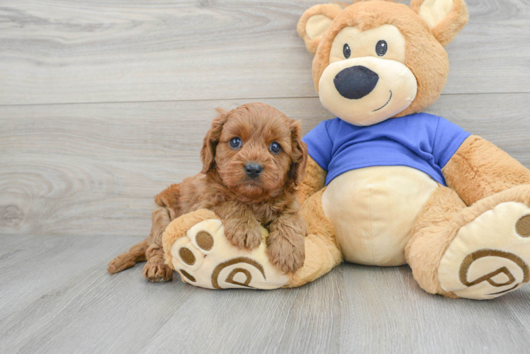 Cavapoo Pup Being Cute