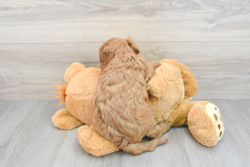 Smart Cavapoo Poodle Mix Pup