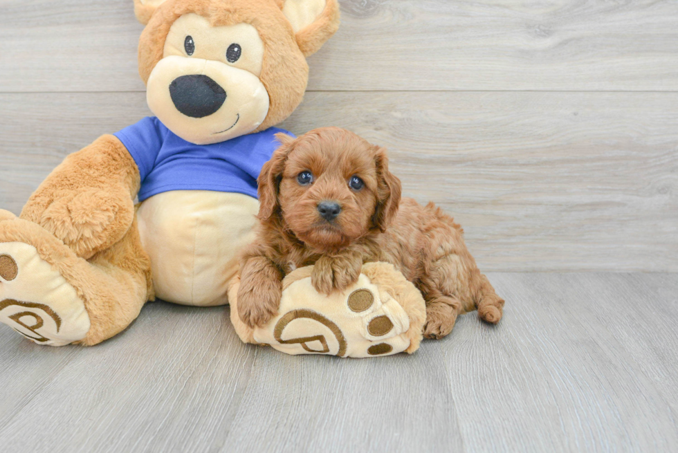 Cavapoo Pup Being Cute