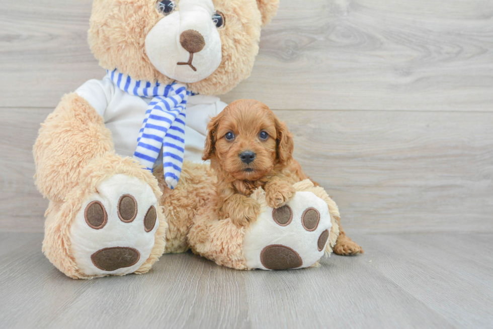 Petite Cavapoo Poodle Mix Pup