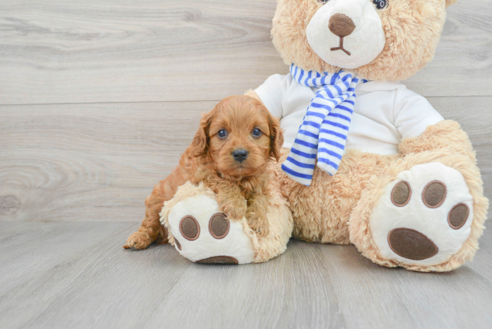 Cavapoo Pup Being Cute