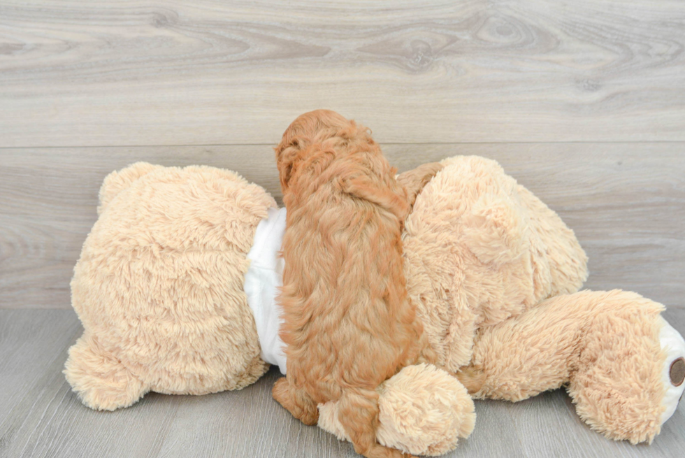 Funny Cavapoo Poodle Mix Pup