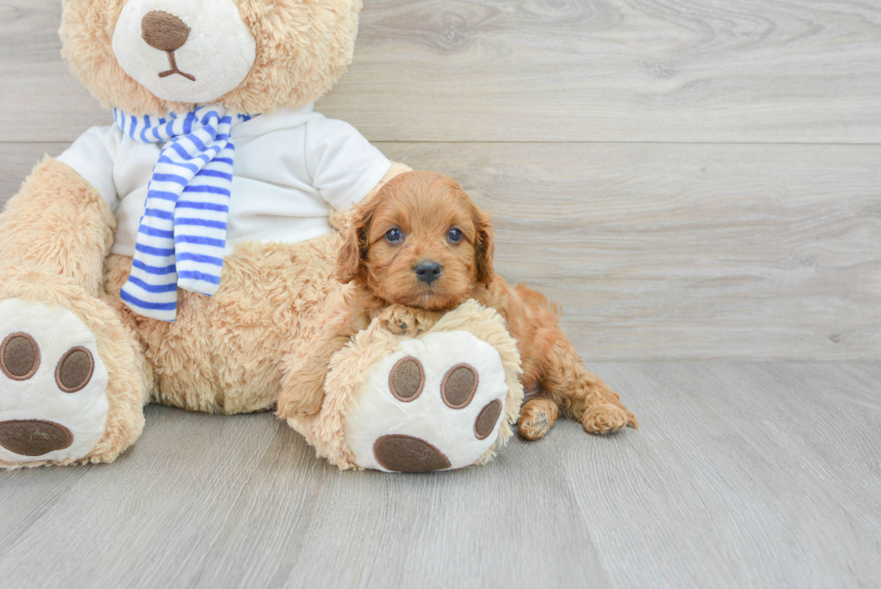 Cavapoo Puppy for Adoption