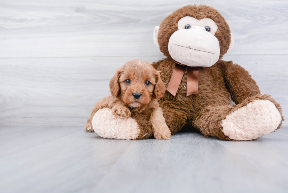 Cavapoo Puppy for Adoption