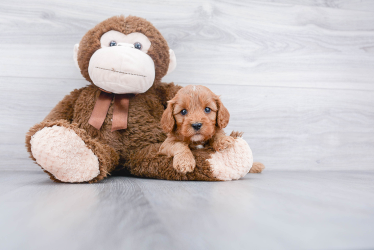 Adorable Cavoodle Poodle Mix Puppy