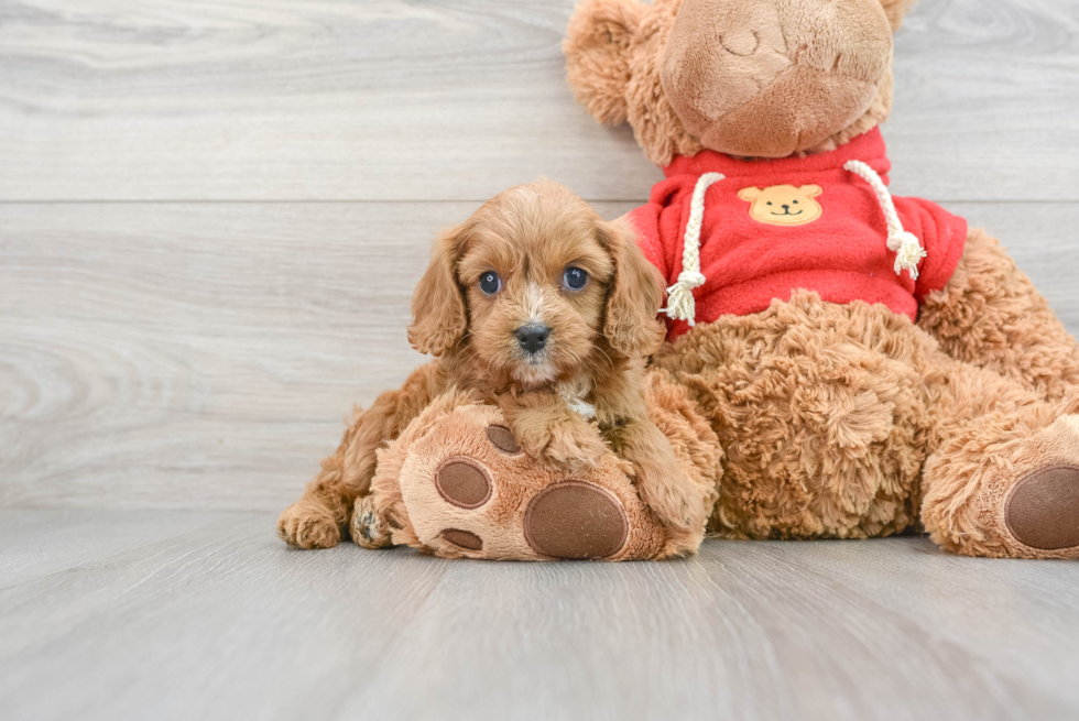 Smart Cavapoo Poodle Mix Pup