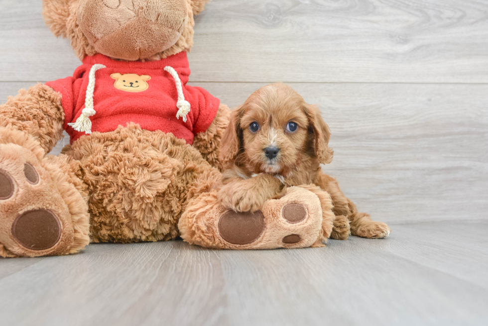 Cavapoo Puppy for Adoption