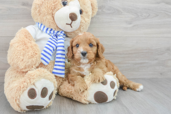 Playful Cavoodle Poodle Mix Puppy