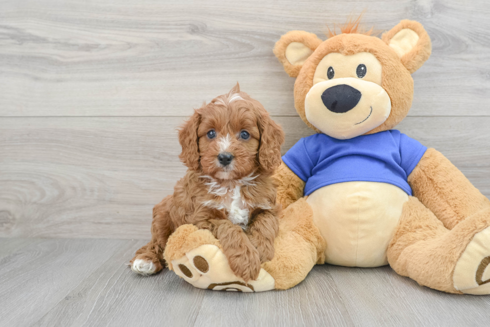 Cute Cavapoo Baby