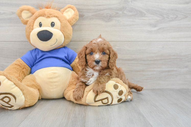 Cavapoo Pup Being Cute