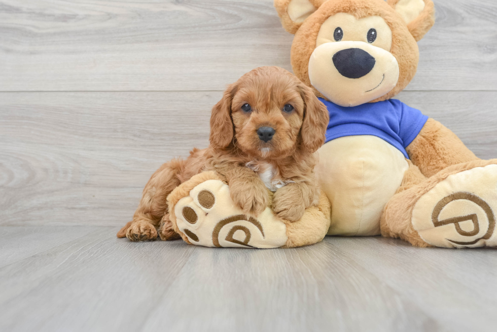 Little Cavoodle Poodle Mix Puppy