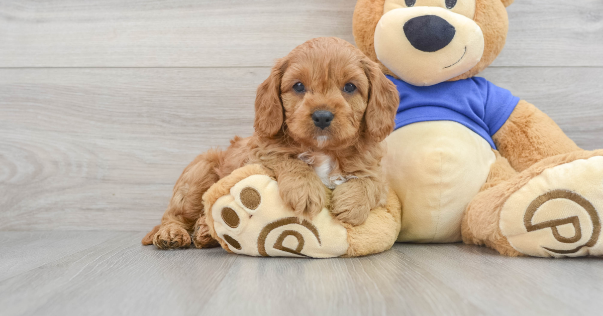 Friendly Cavapoo Happy: 8lb 13oz Doodle Puppy