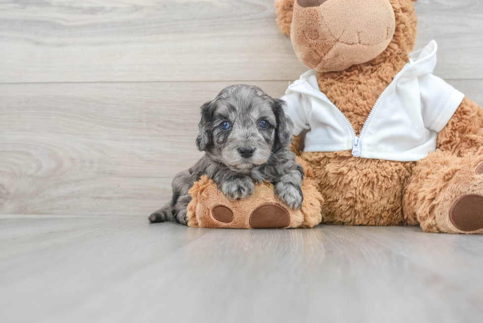 Best Cavapoo Baby