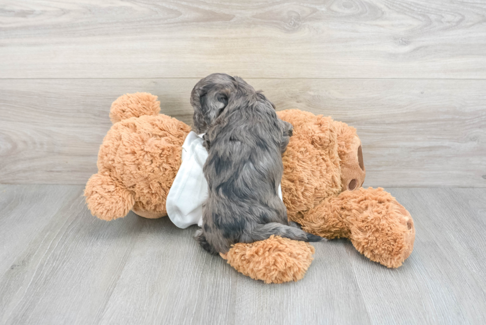 Cavapoo Pup Being Cute