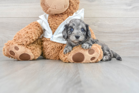 Friendly Cavapoo Baby