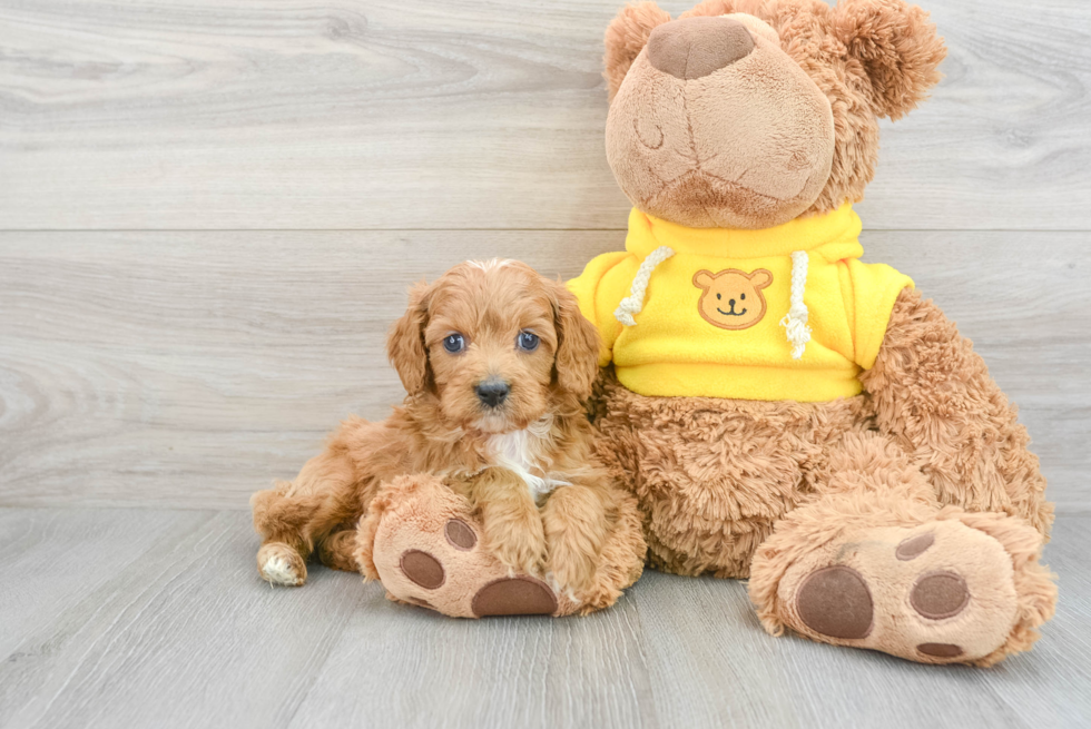 Cavapoo Pup Being Cute