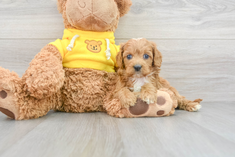 Playful Cavoodle Poodle Mix Puppy