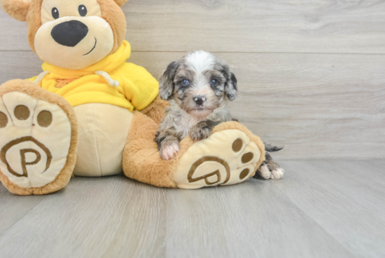 Cavapoo Pup Being Cute