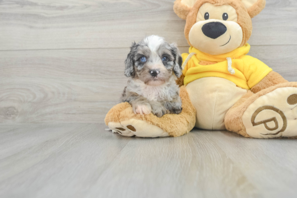 Hypoallergenic Cavoodle Poodle Mix Puppy