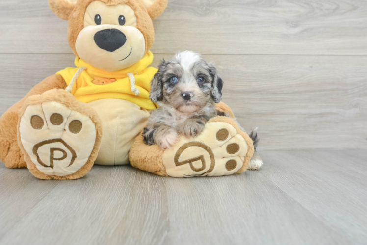 Playful Cavoodle Poodle Mix Puppy