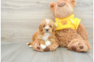 Best Cavapoo Baby