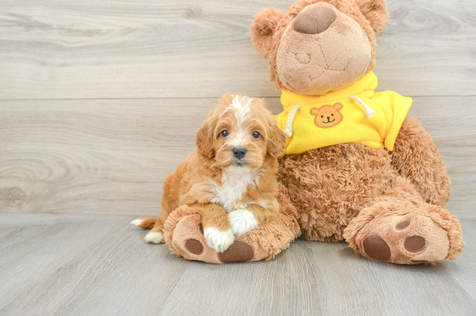 6 week old Cavapoo Puppy For Sale - Premier Pups