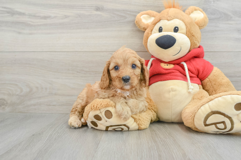 6 week old Cavapoo Puppy For Sale - Premier Pups