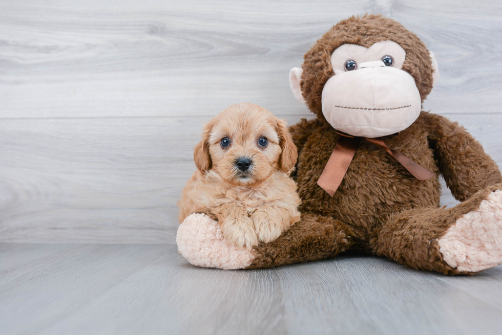 Best Cavapoo Baby