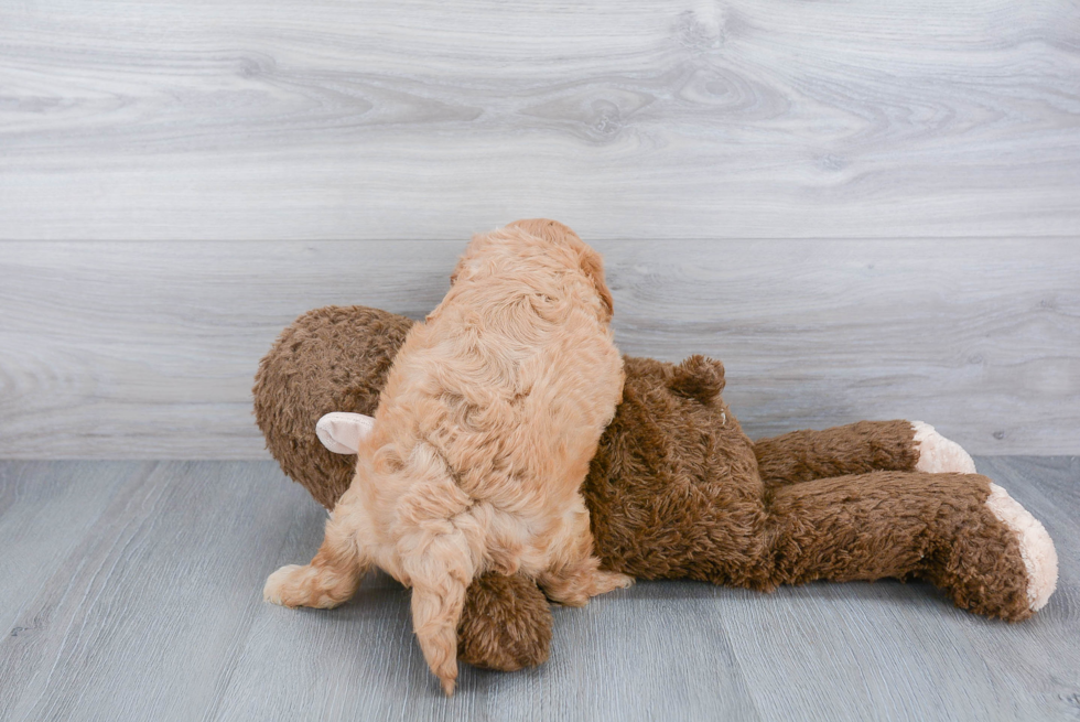 Cute Cavapoo Baby