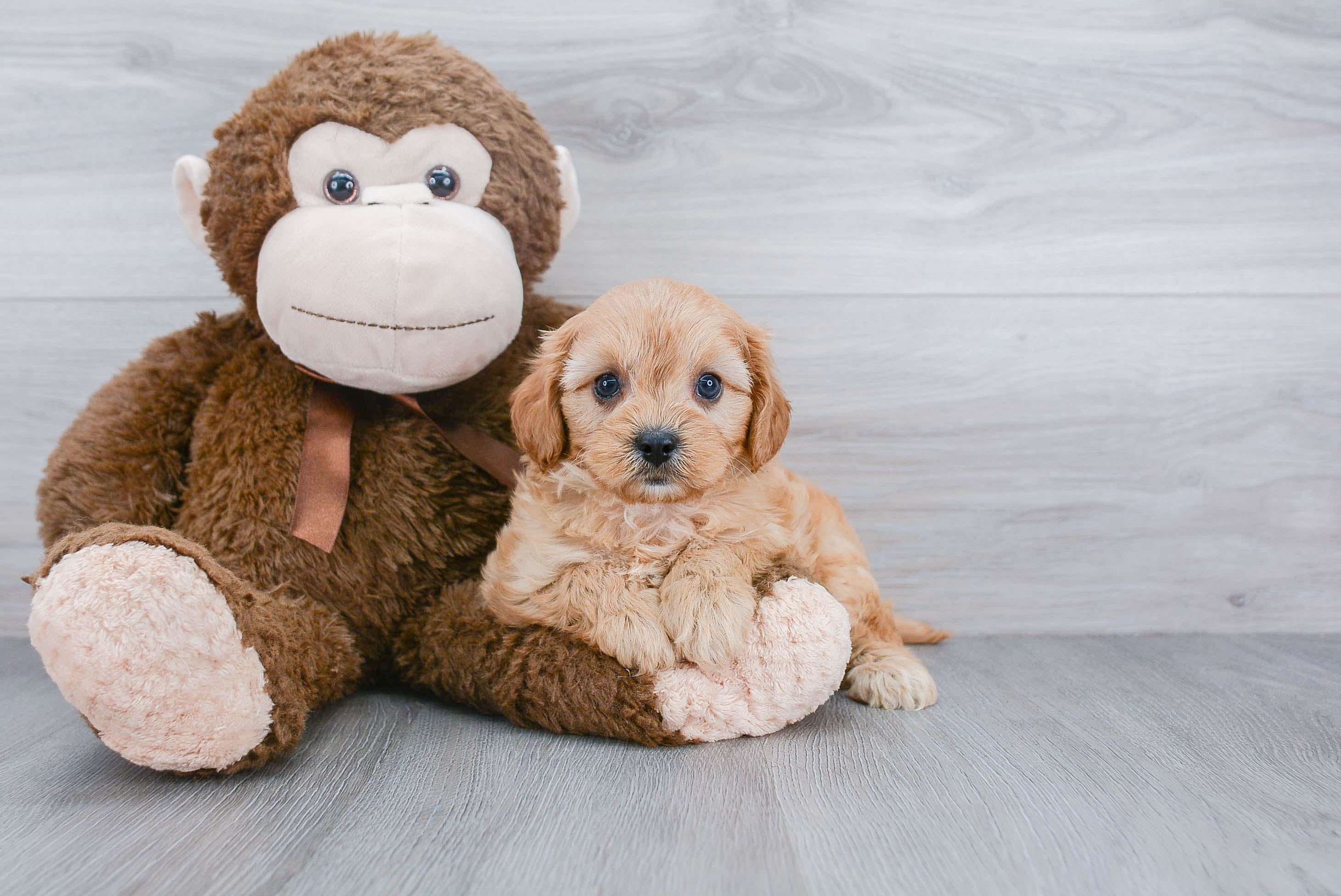 Cavapoo Puppy for Adoption