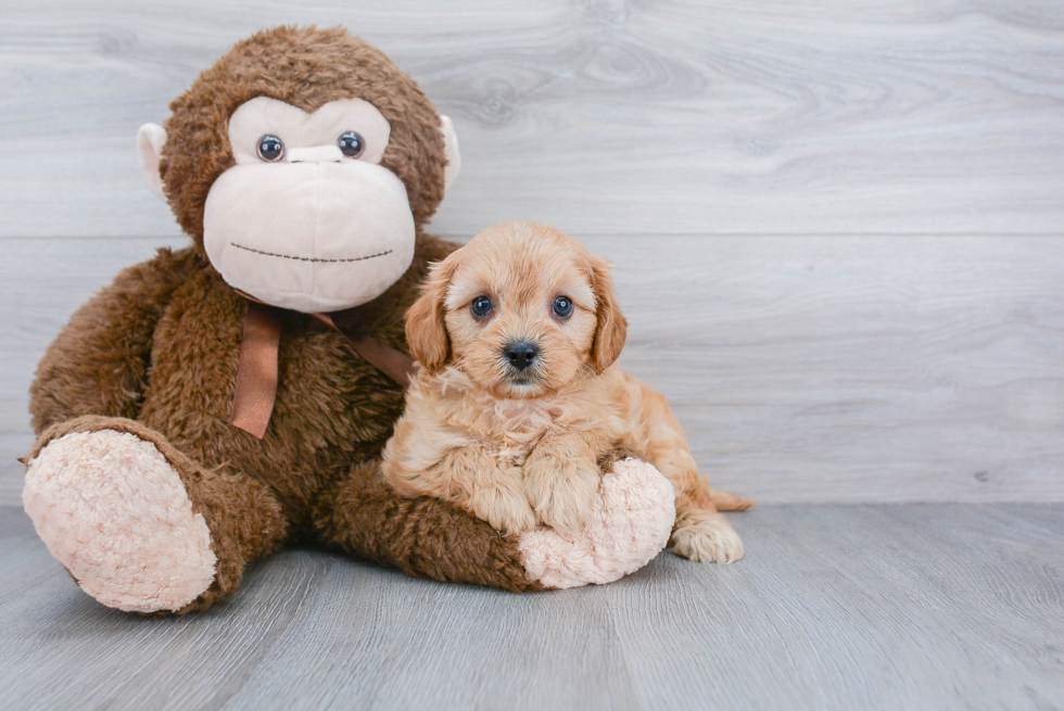 Cavapoo Puppy for Adoption