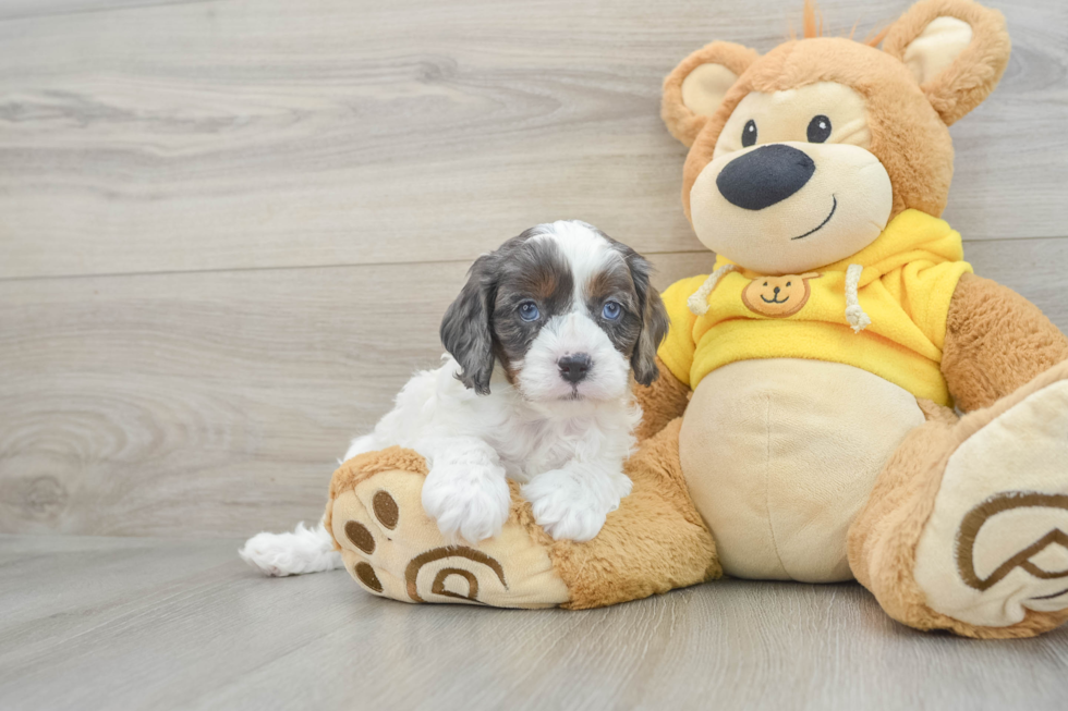 Cute Cavapoo Baby